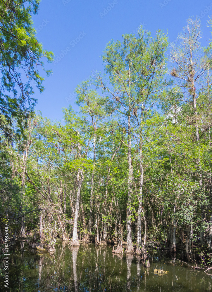 Landscape of wilderness in the Everglades National Park - Florida - USA