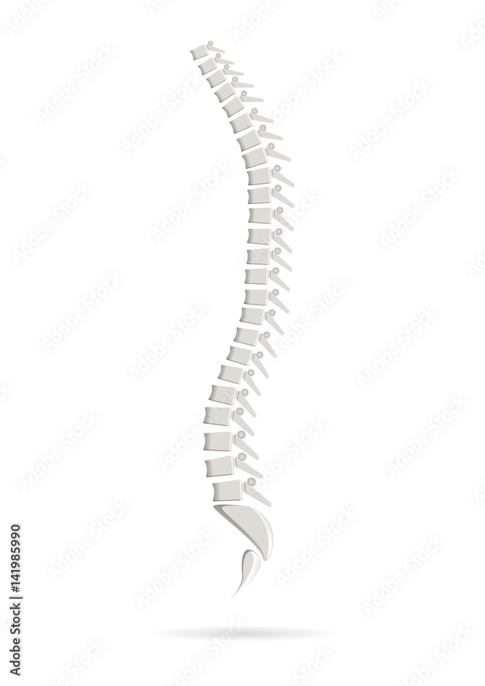 Isolated anatomical realistic spine. Isolated anatomical realistic spine.