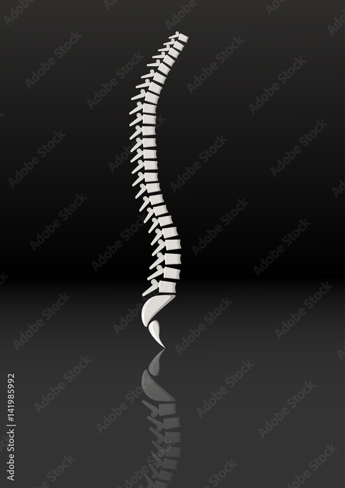 Obraz premium Isolated anatomical realistic spine.