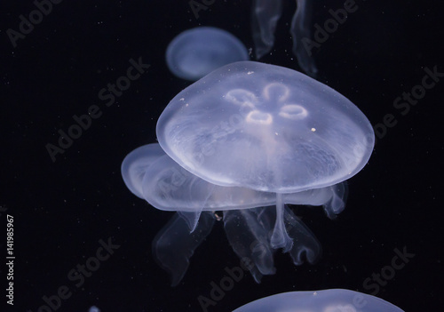 Glowing jellyfish close-up in the aquarium. Aquarium background © volhavasilevich