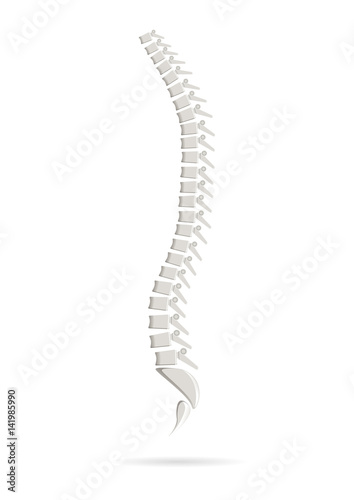  Isolated anatomical realistic spine.