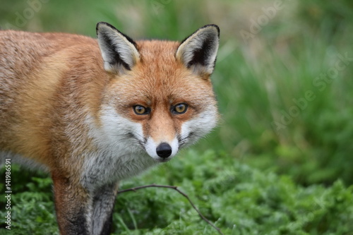 Wild Red Fox Southern England © Steve Simmons UK
