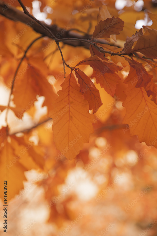 Orange and brown leaves, Autumn season