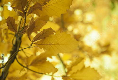 Yellow leaves  Fall season