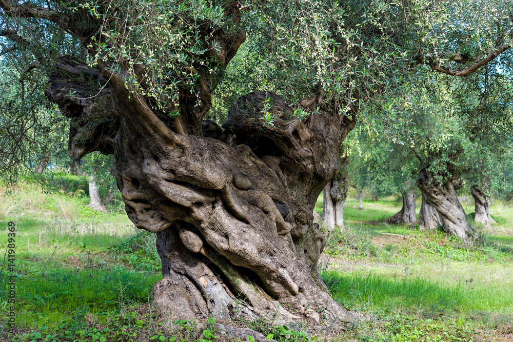 Trunk of old olive tree in Peloponnese, Greece