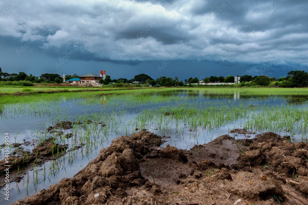 Sky terrible clouds clumping rain began to fall late in the rice paddies on the refreshing scent of icy rain . Sky terrible clouds clumping rain began to fall late in the rice paddies on the refreshing scent of icy rain .