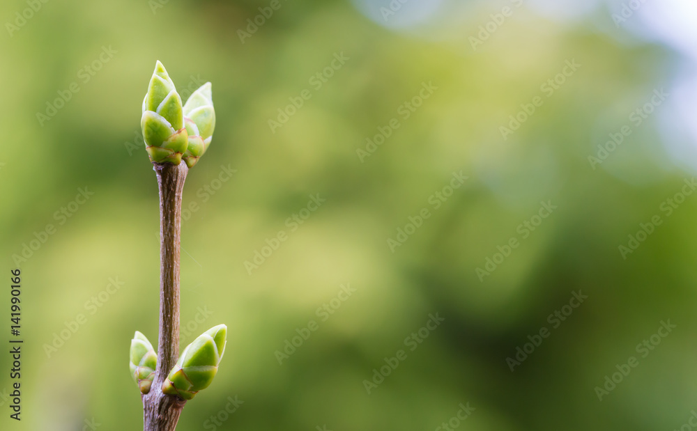 dicke Knospen an einem Fliederstrauch kündigen den Frühling an dicke Knospen an einem Fliederstrauch kündigen den Frühling an
