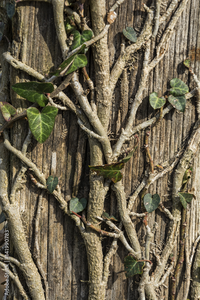 Branches of ivy growing on a wooden post