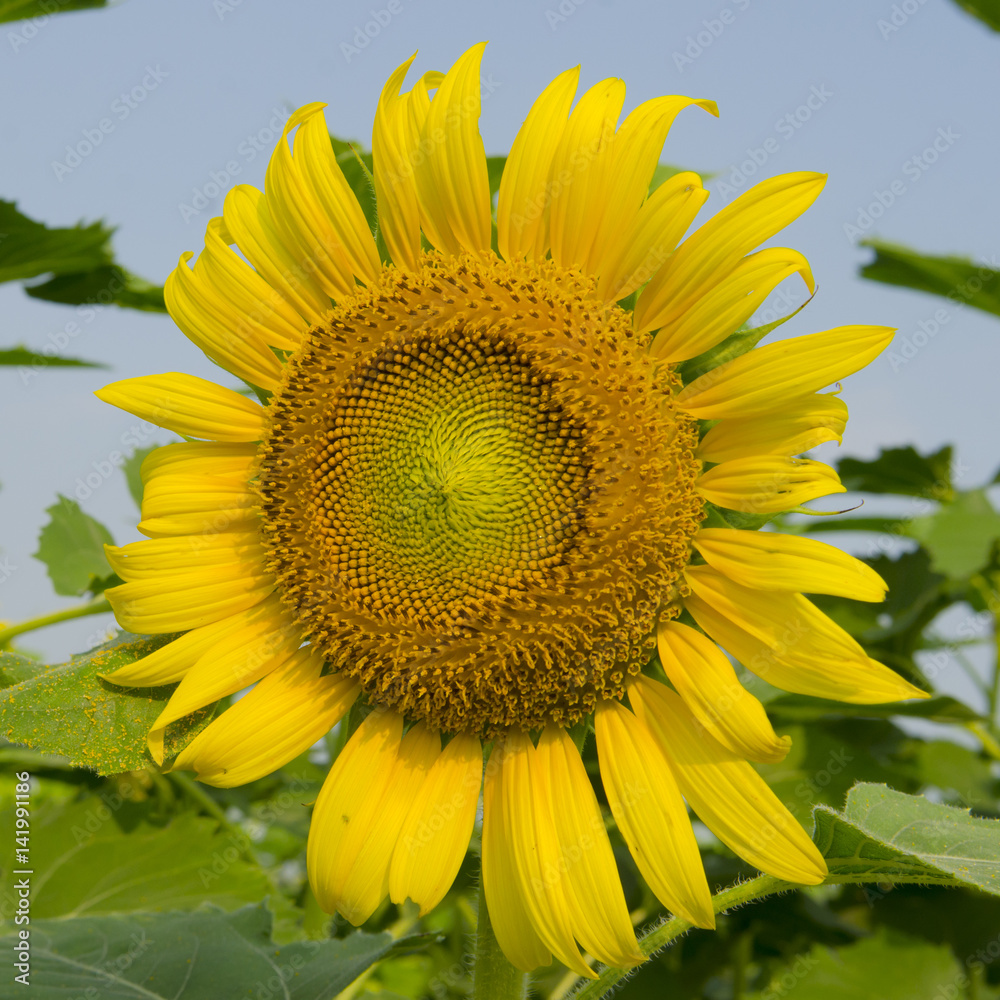 Naklejka premium Close-up of sun flower against a blue sky
