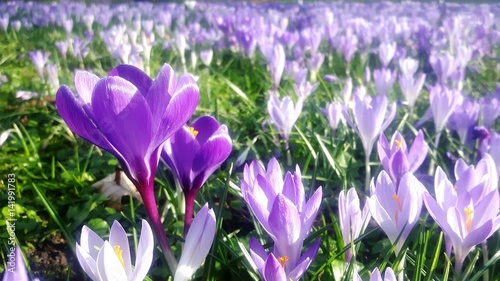 Krokusse auf der Wiese photo