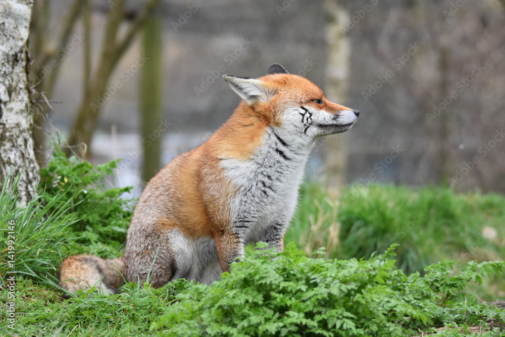 Wild Red Fox Southern England Wild Red Fox Southern England