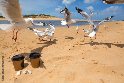 Seagull on the beach, Australia
 photo
