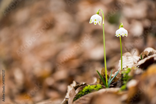 Campanellino photo