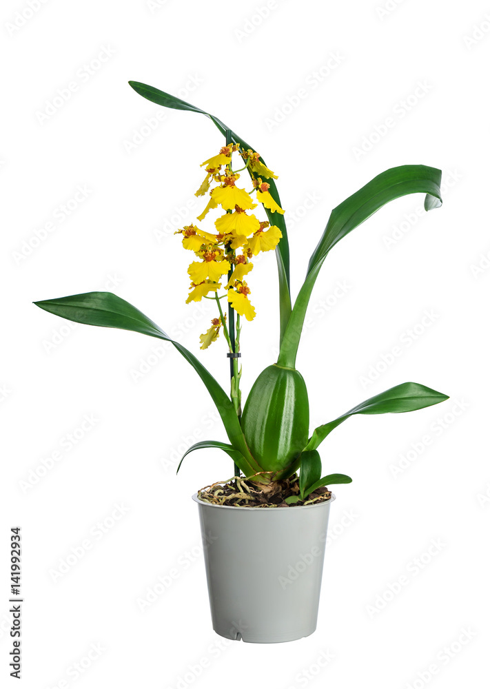 Beautiful yellow orchid in pot