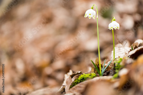 Campanellino photo