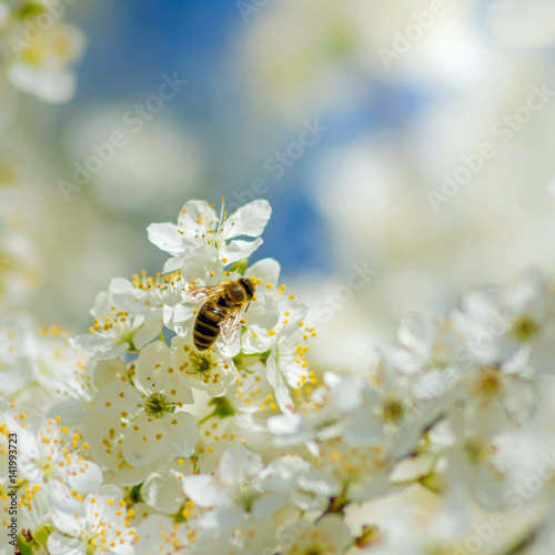 little bee on a white blossom