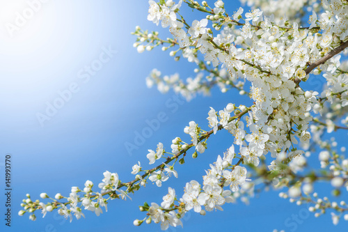 spring goes on - lovely little blossoms in sunlight