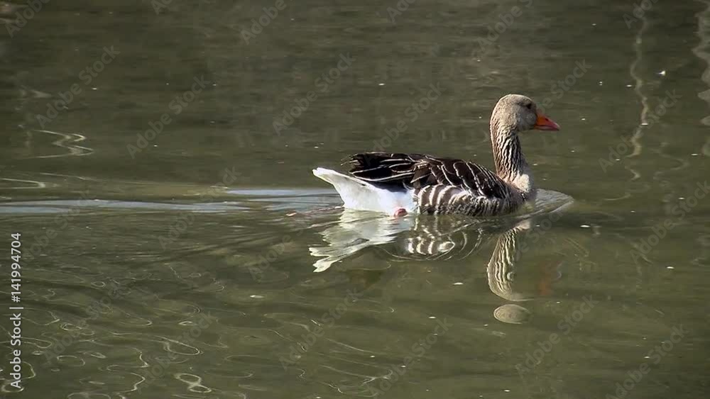 Eine russische Gans schwimmt in der Raab bei Gleisdorf Eine russische Gans schwimmt in der Raab bei Gleisdorf