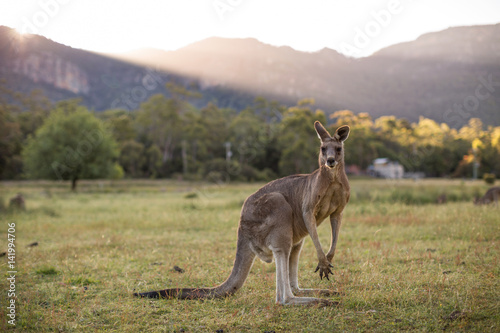 Vászonkép Kangaroo, Grampians, Victoria, Australia