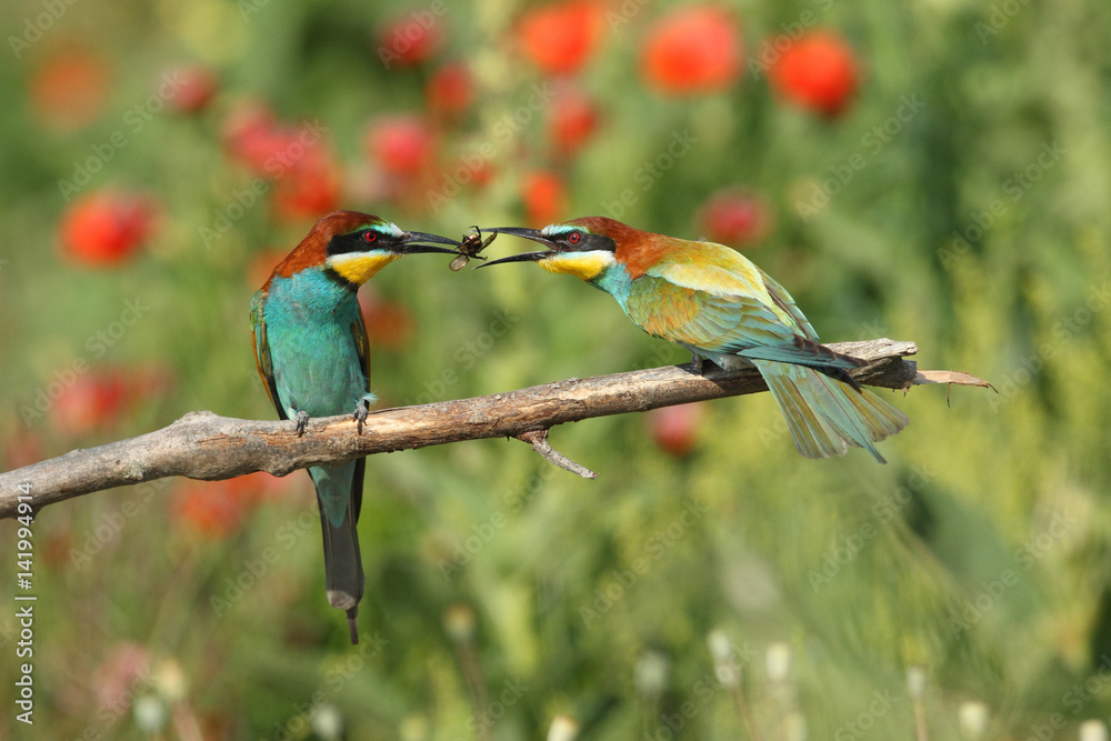 Bee eater, spring mating season Bee eater, spring mating season