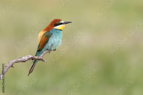 Bee eater, spring mating season