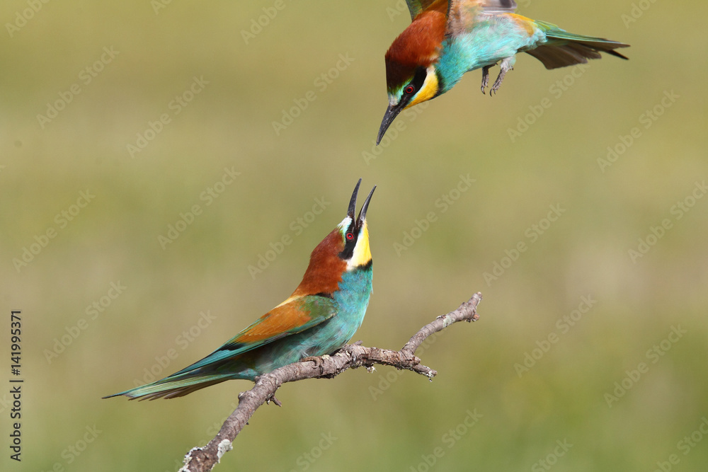 Bee eater, spring mating season Bee eater, spring mating season