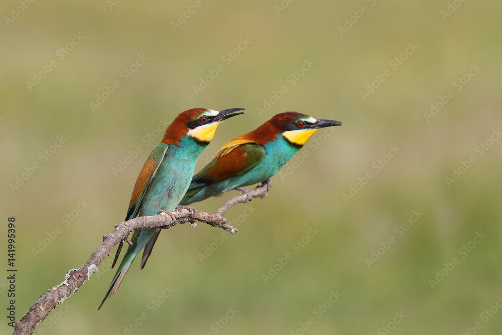 Bee eater, spring mating season Bee eater, spring mating season
