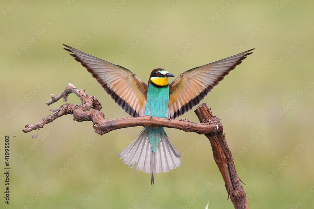 Bee eater, spring mating season