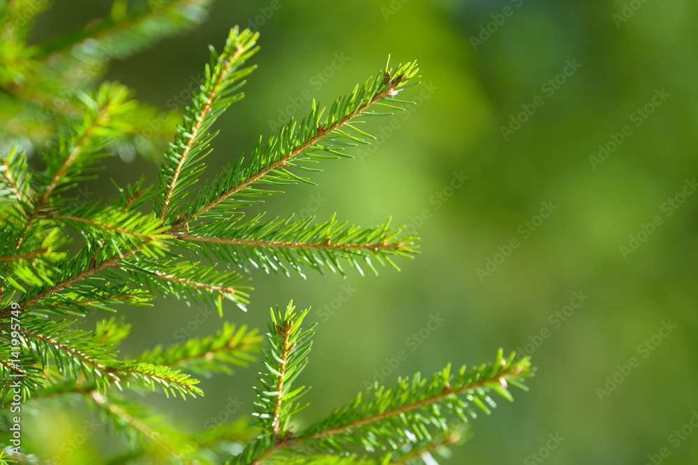 Fir tree needles on branch. Nature background of wild forest in sunny day. Fir tree needles on branch. Nature background of wild forest in sunny day.