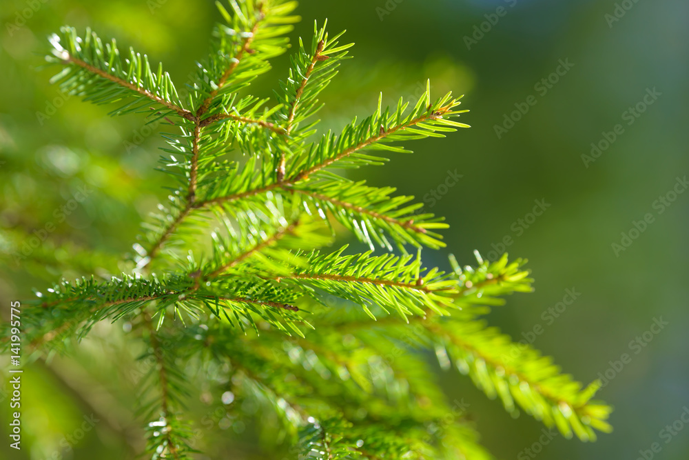 Fir tree needles on branch. Nature background of wild forest in sunny day. Fir tree needles on branch. Nature background of wild forest in sunny day.
