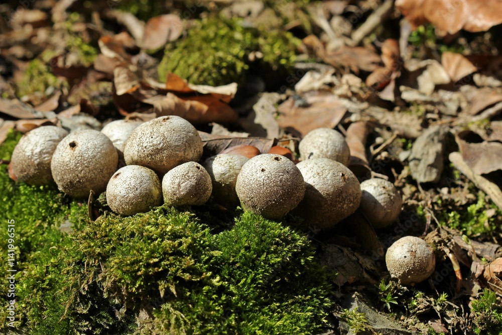 Birnen-Stäublinge (Lycoperdon pyriforme) im Frühling Birnen-Stäublinge (Lycoperdon pyriforme) im Frühling