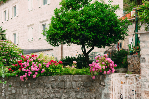 Blooming hydrangea on the streets of Montenegro.