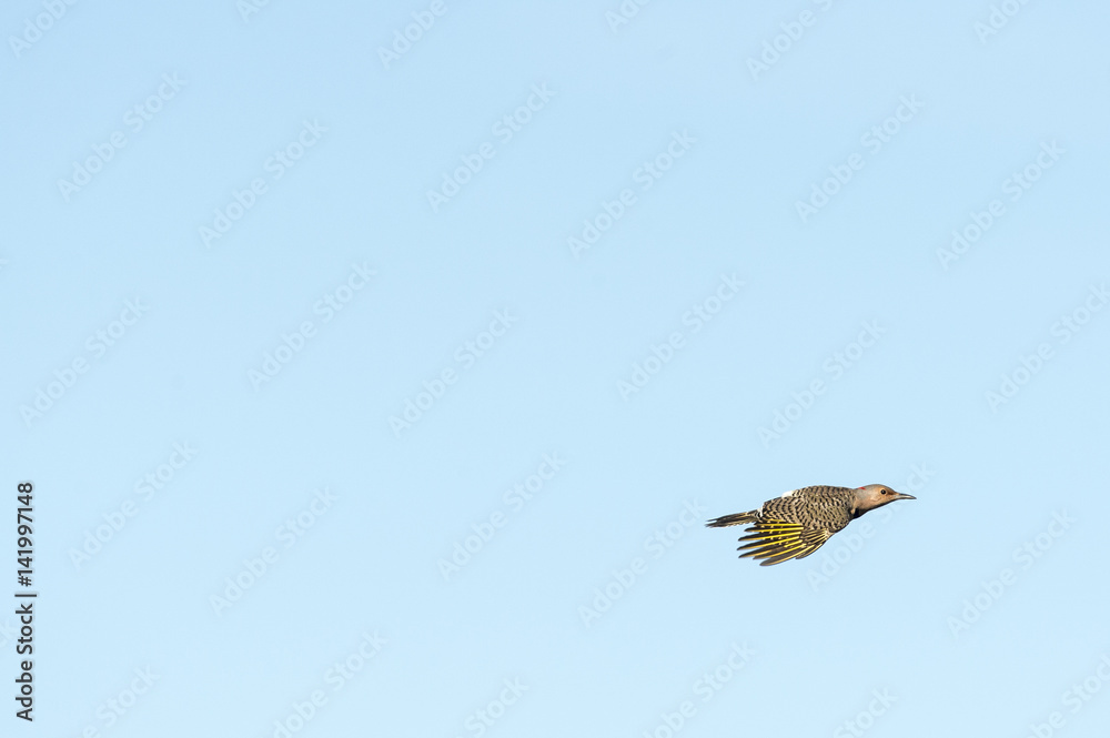 Fototapeta premium Northern Flicker catch light