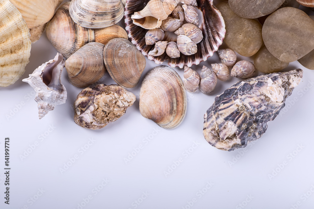 sea shells background on a white background sea shells background on a white background