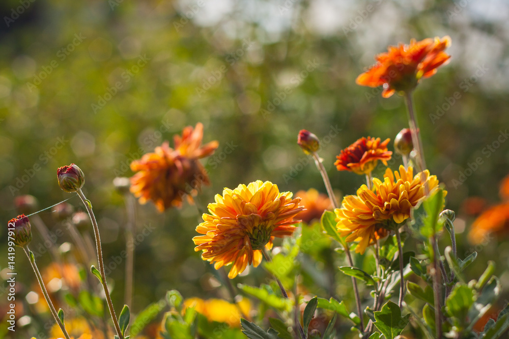 Chrysanthemums Chrysanthemums