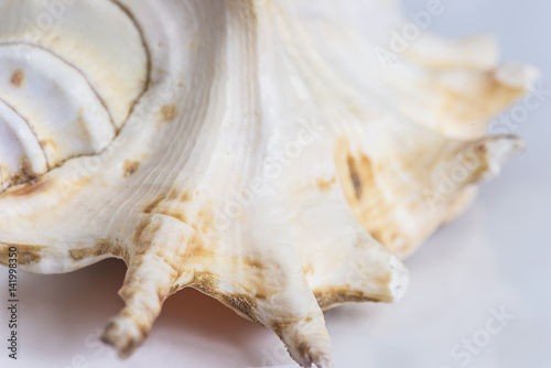 sea shell close up background