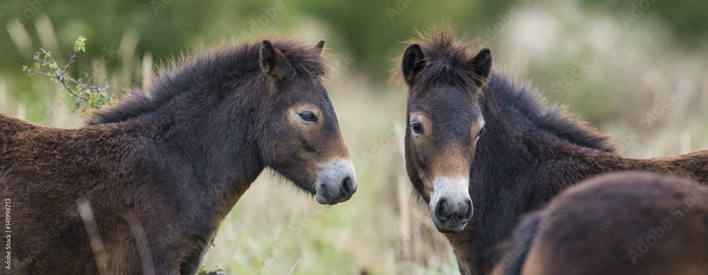 Fototapeta premium exmoor ponies - Milovice - Crech republic