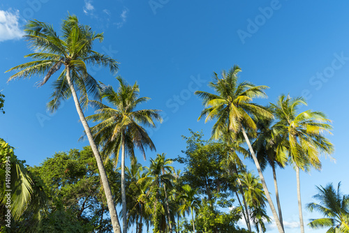 landscape view of tropical forest in Thailand  nature image for use about background or wallpaper