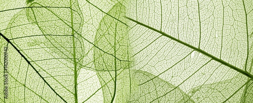 Valokuva green leaf texture