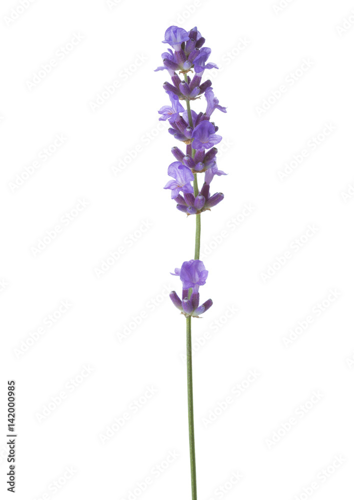 Sprig of lavender  isolated on white background