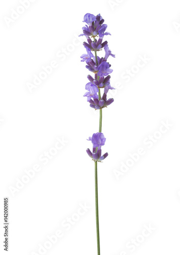 Fototapeta Naklejka Na Ścianę i Meble -  Sprig of lavender  isolated on white background