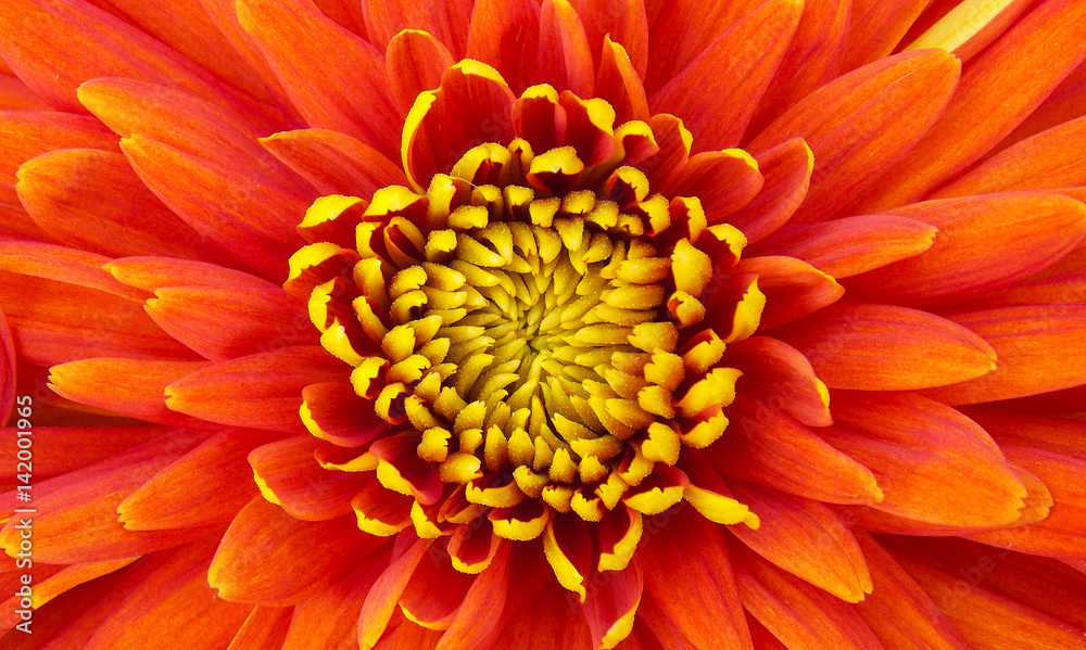 Beautiful flower of dahlia Beautiful flower of dahlia