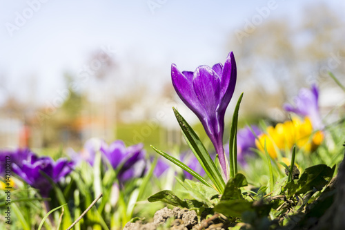 Violette Krokusse  Crocus  in der Fr  hlingssonne.