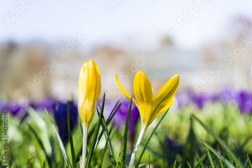 Fototapeta Naklejka Na Ścianę i Meble -  Gelbe Krokusse im Frühling 