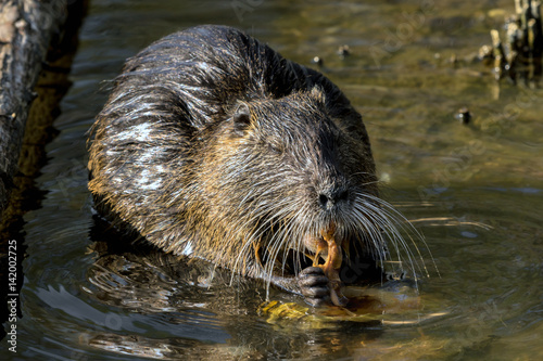 Nutria frisst große Teichmuscheln