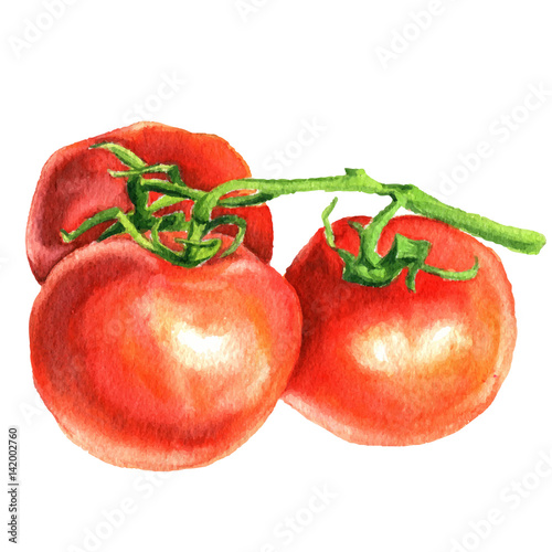 Tomato with stem watercolor food botanical hand drawn illustration, vegetable set isolated on white background.