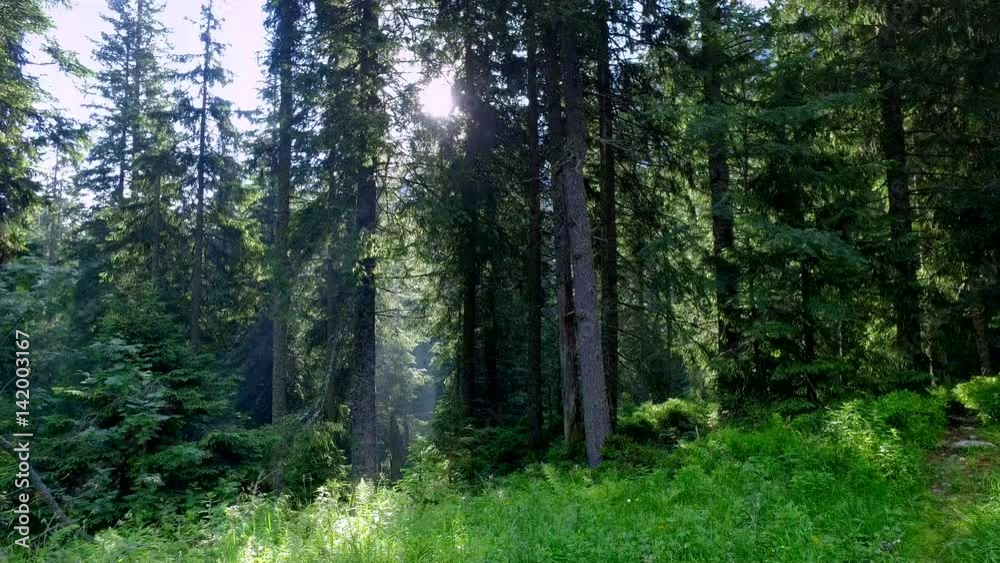 Sun rays in the summer forest in the Tatras, Poland Sun rays in the summer forest in the Tatras, Poland