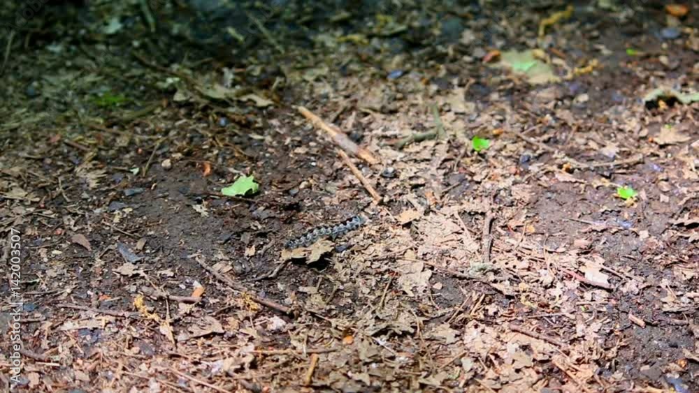 worm in the woodland / A black and white maculated worm is moving withi typical body undulations in a woodland environment worm in the woodland / A black and white maculated worm is moving withi typical body undulations in a woodland environment