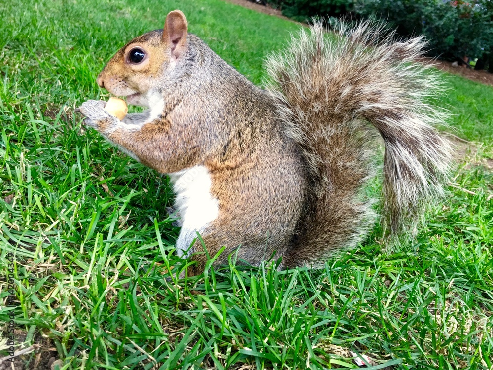 Closeup shot of the furry squirrel sitting on a grass and chewing on a nut Closeup shot of the furry squirrel sitting on a grass and chewing on a nut
