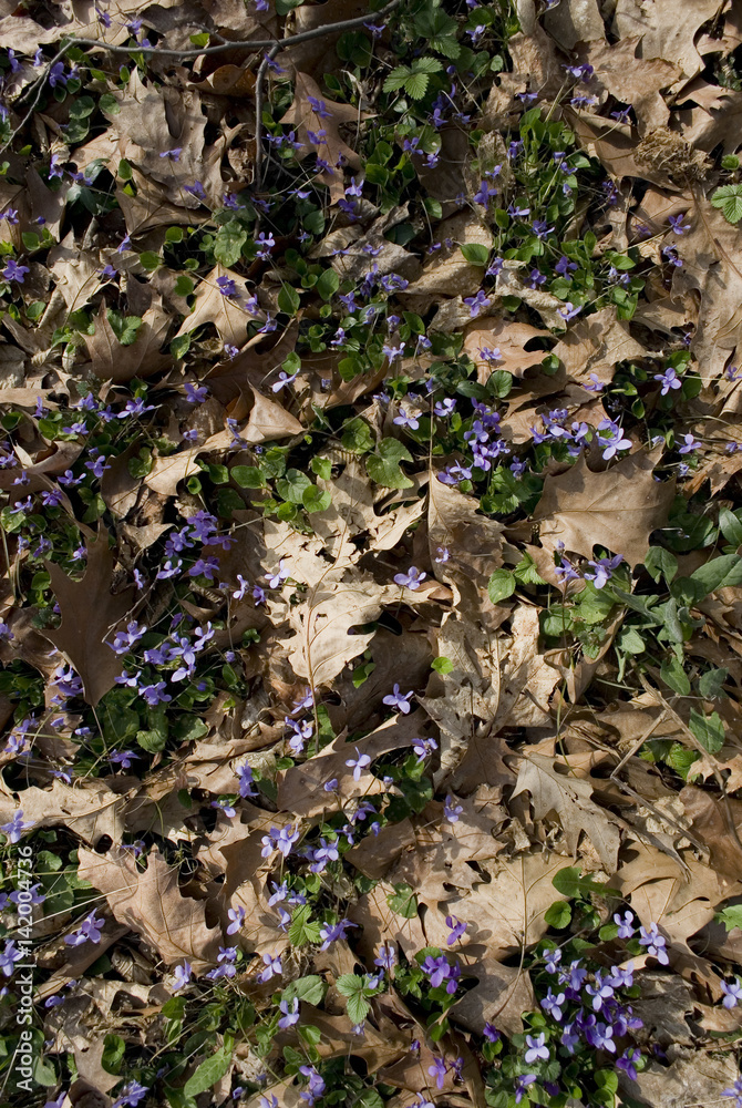 violets wild woods in the middle of spring bloom on a sunny day, different shades of purple, Italy violets wild woods in the middle of spring bloom on a sunny day, different shades of purple, Italy